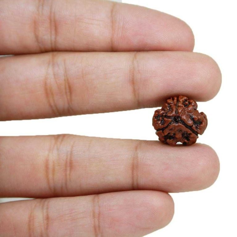 3 Mukhi Rudraksha Nepali - Very powerful original and lab certified ...