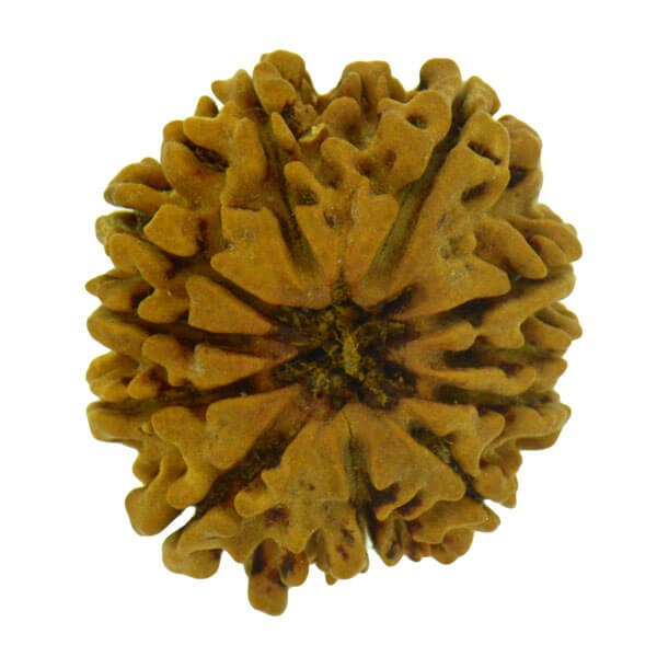 11 Mukhi Rudraksha